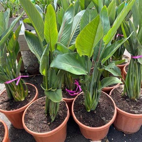 STRELIZIA REGINAE 10L - thumbnail 3