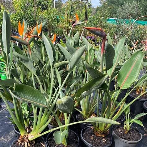 STRELIZIA REGINAE 35L - thumbnail 3