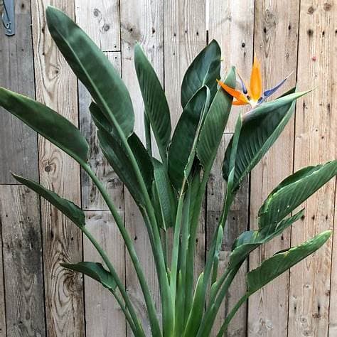 STRELIZIA REGINAE 35L - thumbnail 2