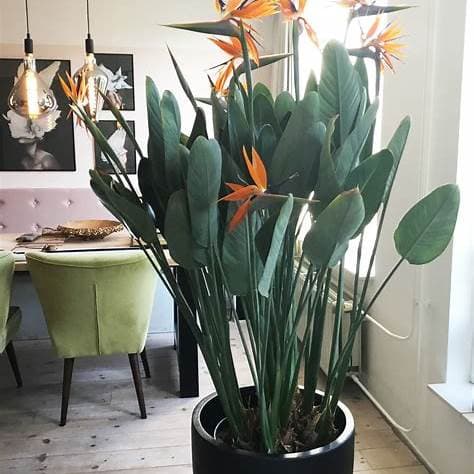 STRELIZIA REGINAE 35L - thumbnail 1