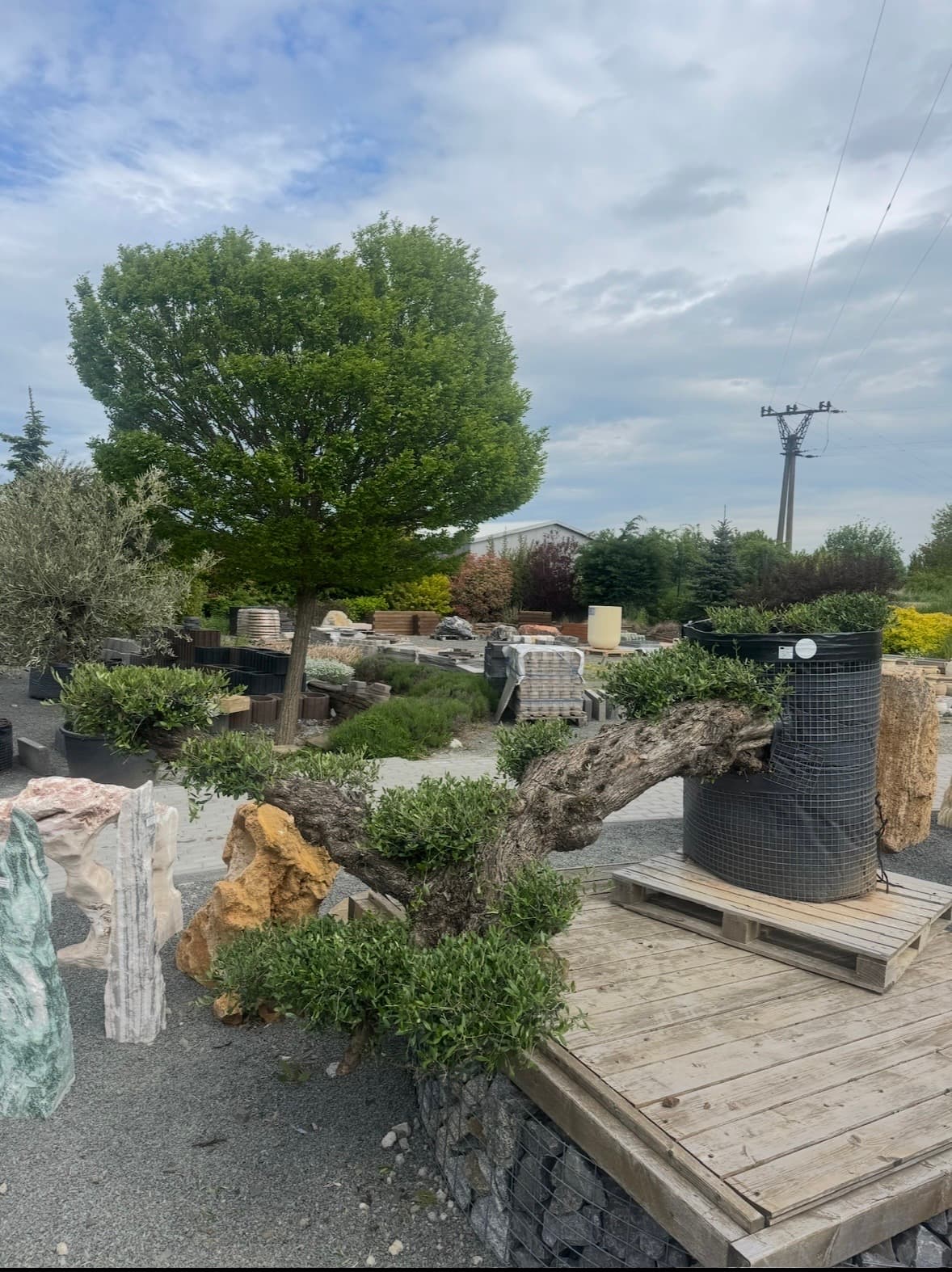 OLEA EUROPAEA LECHÍN PLATOS TUMBADO AMARILLO - thumbnail 1