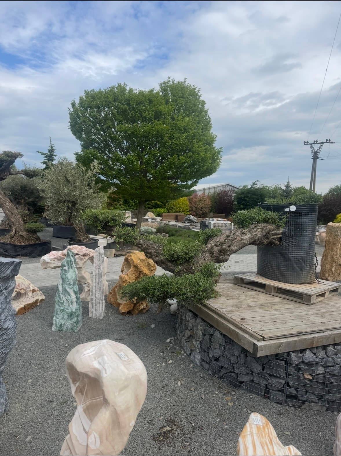 OLEA EUROPAEA LECHÍN PLATOS TUMBADO AMARILLO - thumbnail 3