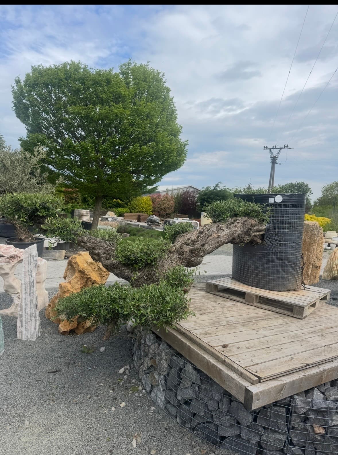 OLEA EUROPAEA LECHÍN PLATOS TUMBADO AMARILLO - thumbnail 2