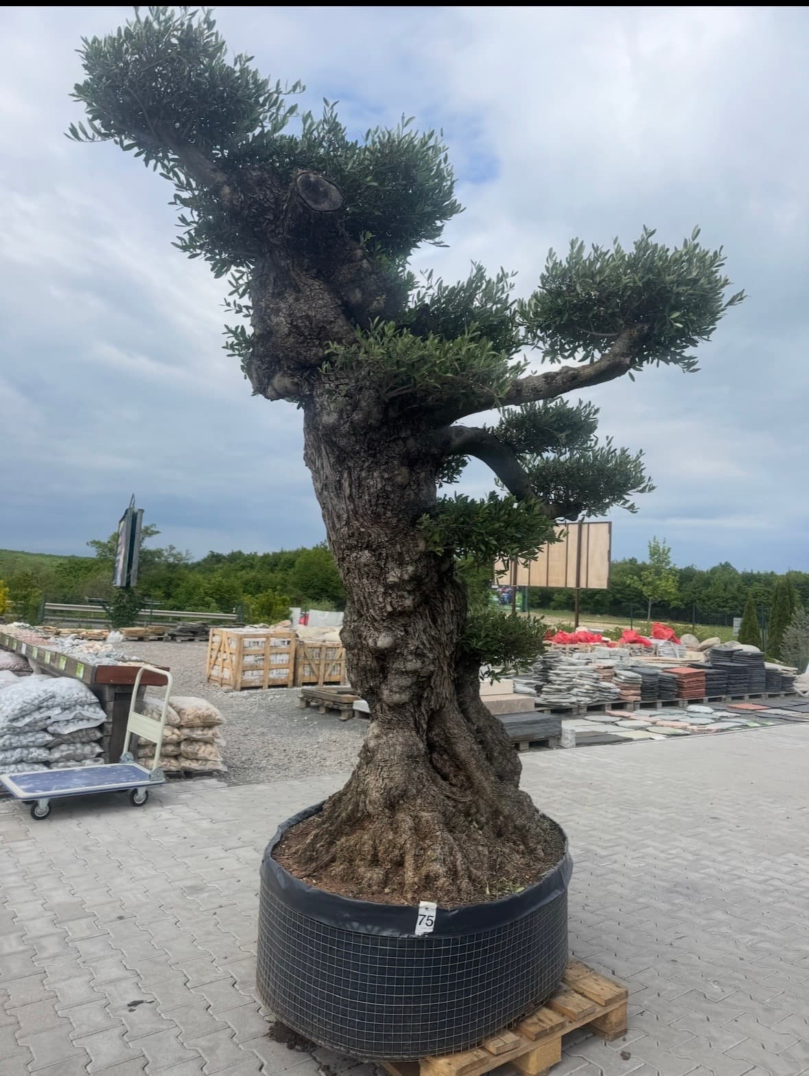 Olivovnik OLEA EUROPAEA LECHÍN PLATOS AMARILLO - thumbnail 1