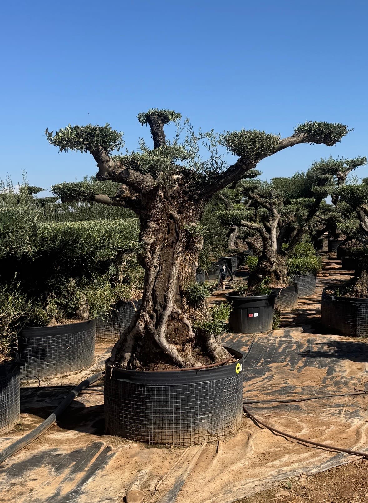 Olivovnik OLEA EUROPAEA LECHÍN PLATOS AMARILLO - thumbnail 2