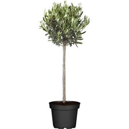 Product image 3938124