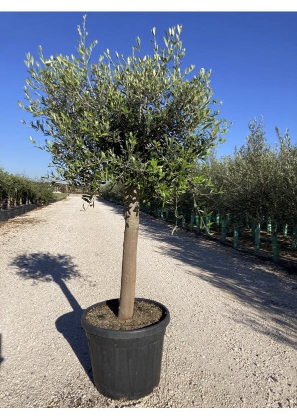 Product image 5393624