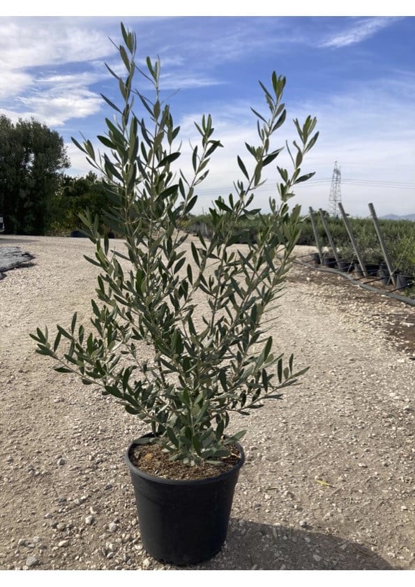 Product image 5393669