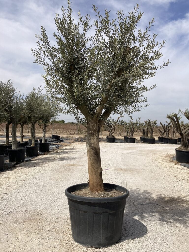 Product image 5393675