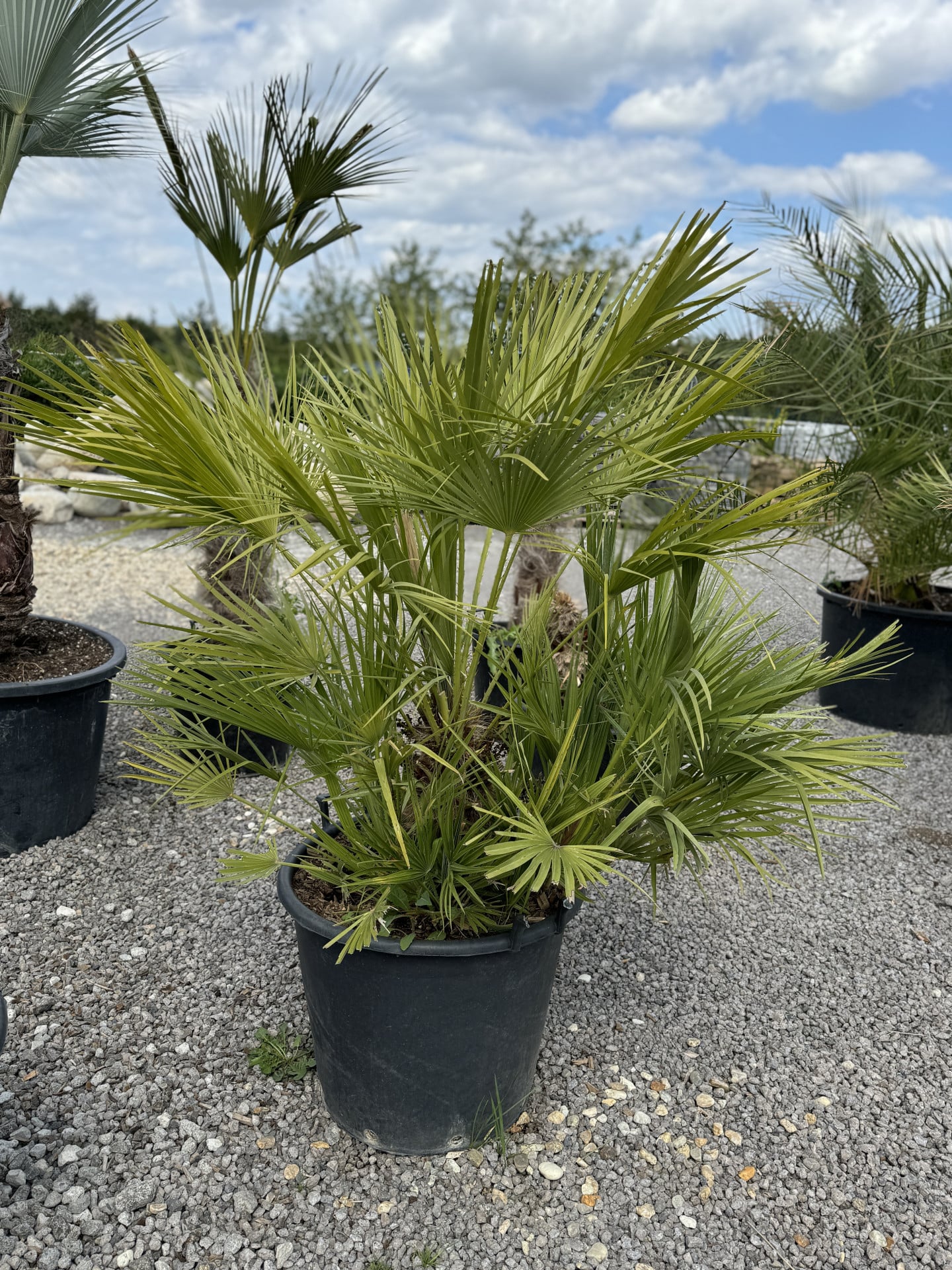 Product image 5689827