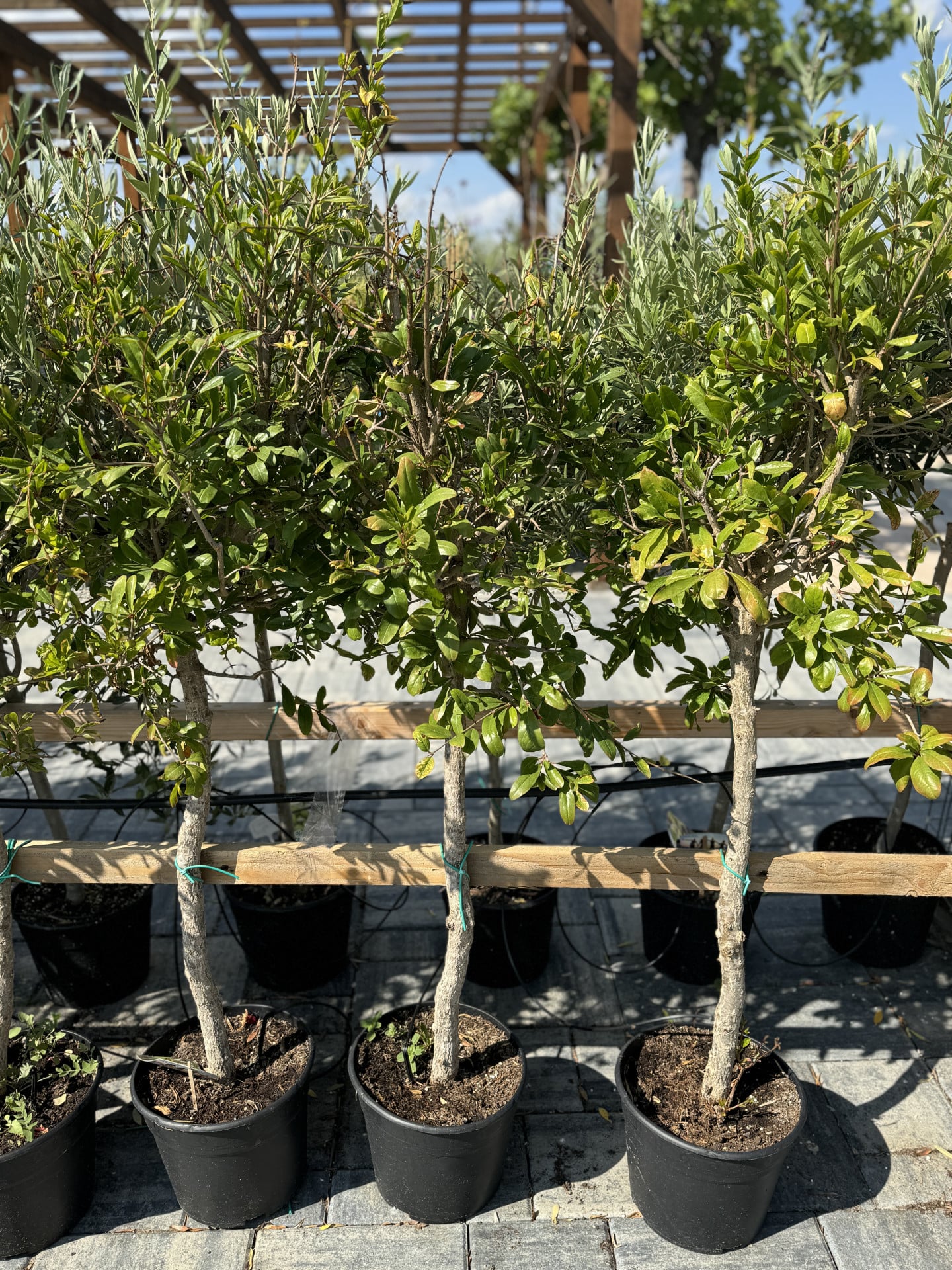 Product image 5689944