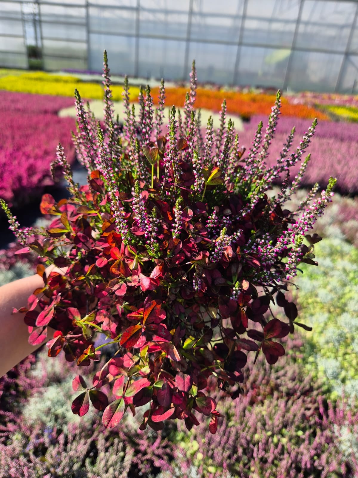 Product image 5968616