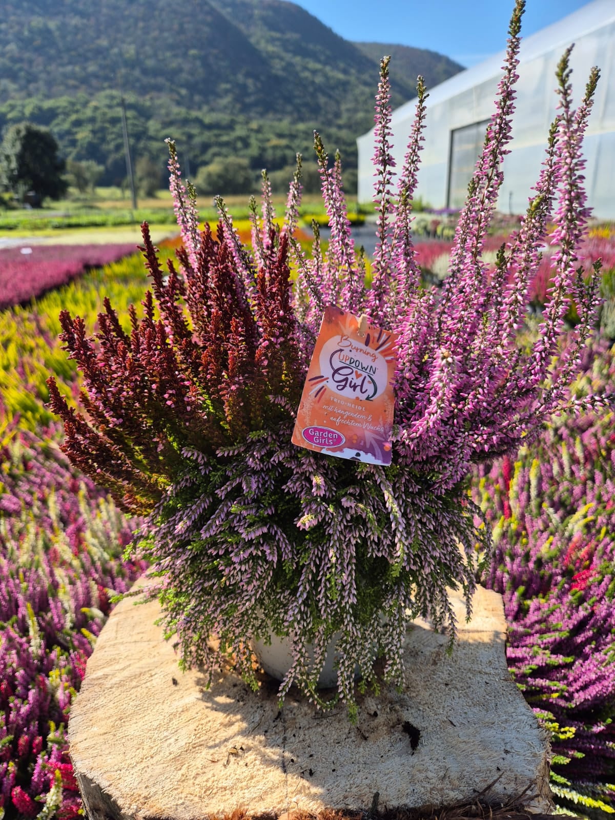 Product image 5968622