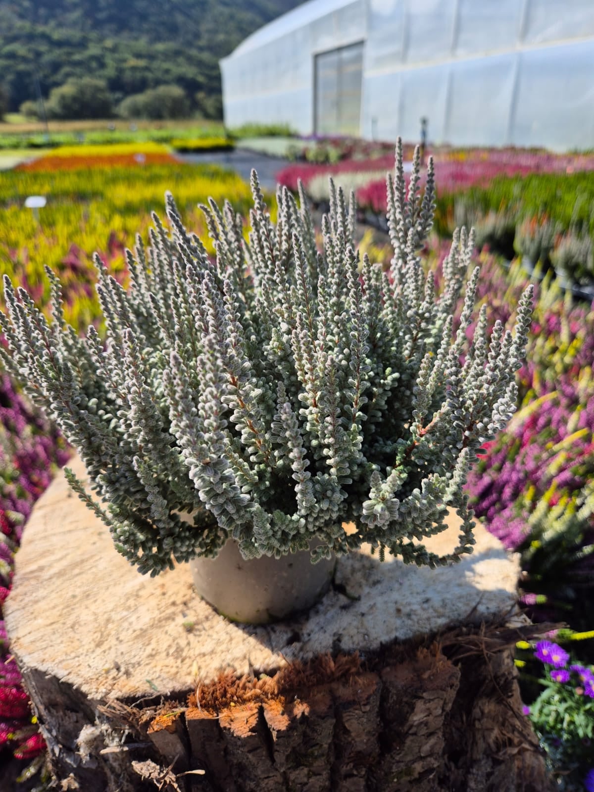 Product image 5968626