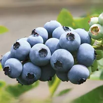 Product image 5982037