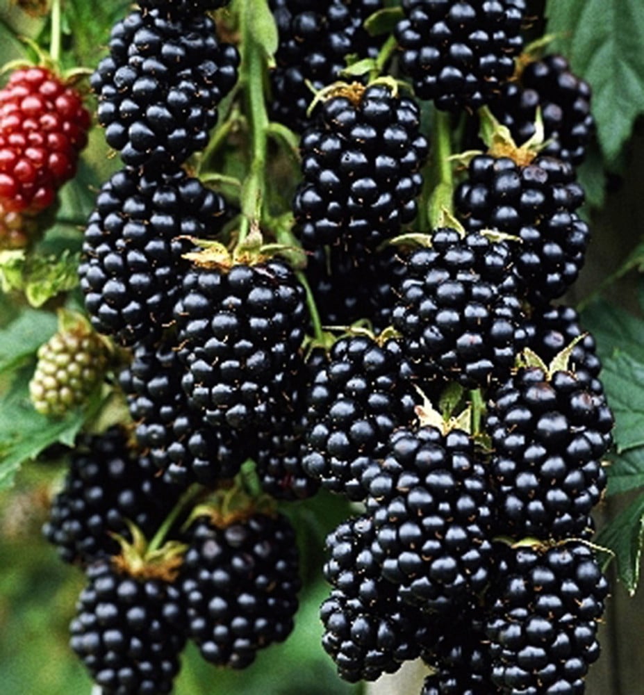 Product image 5982060