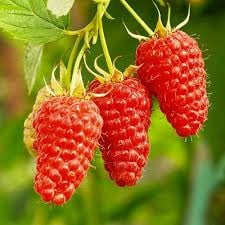 Product image 5982067