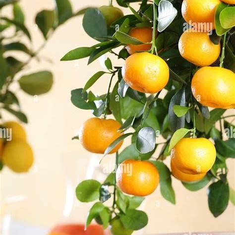 Product image 6817092