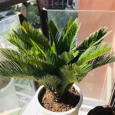 Product image 6818985