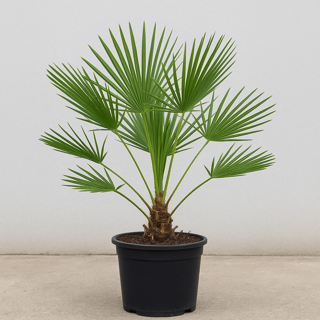 Product image 6827196