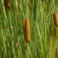 Vodné rastliny a lekná