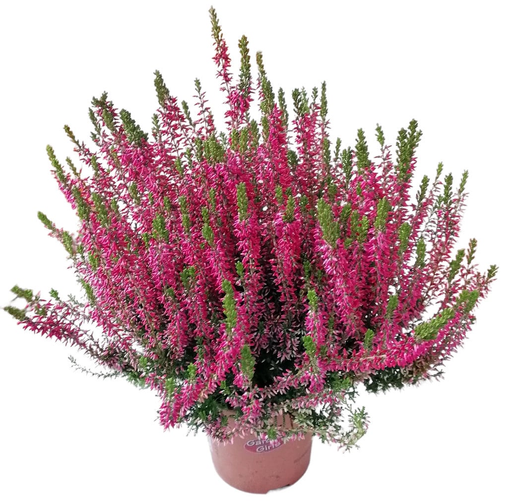 Product image 5878890