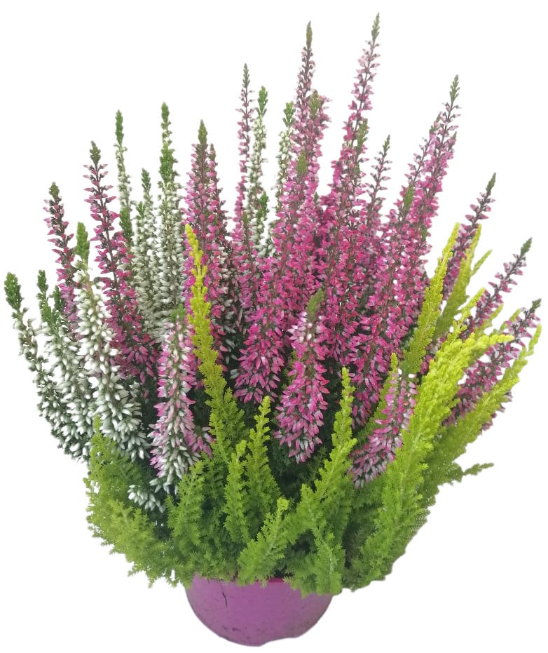 Product image 5878894