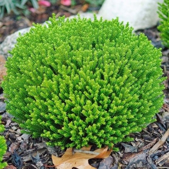 Product image 5878906